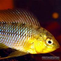 Apistogramma borelli - Borellis Zwergbuntbarsch - Flowgrow Fisch-Datenbank