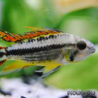 Apistogramma cacatuoides - Kakadu-Zwergbuntbarsch - Flowgrow Fisch-Datenbank