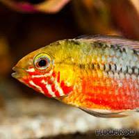 Apistogramma hongsloi - Rotstrich-Zwergbuntbarsch - Flowgrow Fisch-Datenbank