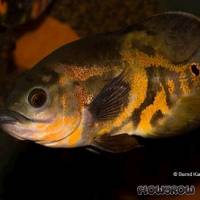 Astronotus ocellatus - Pfauenaugenbuntbarsch - Flowgrow Fisch-Datenbank