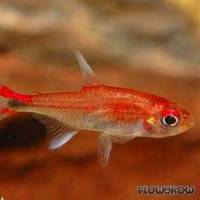 Axelrodia riesei - Roter Pfeffersalmler - Flowgrow Fisch-Datenbank