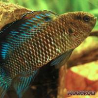 Badis badis - Flowgrow Fisch-Datenbank