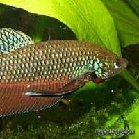 Betta smaragdina - Smaragd-Kampffisch - Flowgrow Fisch-Datenbank