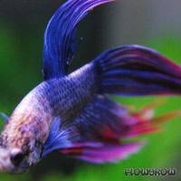 Betta splendens - Siamesischer Kampffisch - Flowgrow Fisch-Datenbank