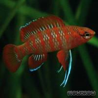 Dario dario - Scarlet Blaubarsch - Flowgrow Fisch-Datenbank