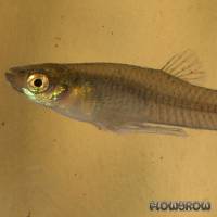 Gambusia affinis - Flowgrow Fisch-Datenbank