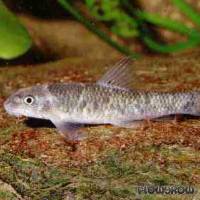 Garra mullya - Flowgrow Fisch-Datenbank