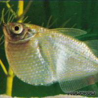 Gasteropelecus levis - Silberbeilbauchfisch - Flowgrow Fisch-Datenbank