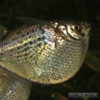 Gasteropelecus maculatus - Gefleckter Beilbauchfisch - Flowgrow Fisch-Datenbank