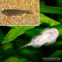 Gastromyzon fasciatus - Flowgrow Fisch-Datenbank