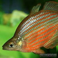 Glossolepis dorityi - Grime Regenbogenfisch - Flowgrow Fisch-Datenbank