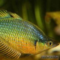 Glossolepis kabia - Flowgrow Fisch-Datenbank