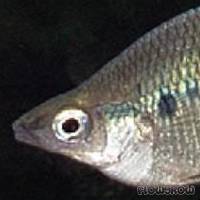 Glossolepis maculosus - Gefleckter Regenbogenfisch - Flowgrow Fisch-Datenbank