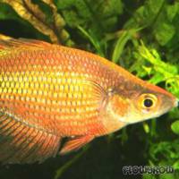 Glossolepis multisquamatus - Sepik-Regenbogenfisch - Flowgrow Fisch-Datenbank