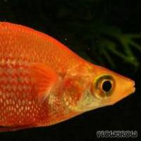 Glossolepis pseudoincisus - Tami-Regenbogenfisch - Flowgrow Fisch-Datenbank