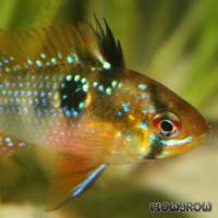 Mikrogeophagus ramirezi - Schmetterlingsbuntbarsch - Flowgrow Fisch-Datenbank