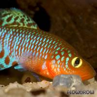 Nothobranchius rachovii Rachovs Prachtfundulus Flowgrow FischDatenbank