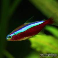 Paracheirodon axelrodi - Roter Neon - Flowgrow Fisch-Datenbank