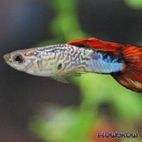 Poecilia reticulata - Guppy - Flowgrow Fisch-Datenbank