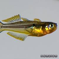 Pseudomugil furcatus - Gabelschwanz-Regenbogenfisch - Flowgrow Fisch-Datenbank