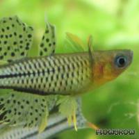 Pseudomugil gertrudae - Geflecktes Blauauge - Flowgrow Fisch-Datenbank