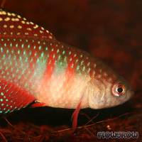 Simpsonichthys picturatus Flowgrow FischDatenbank