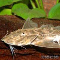 Sisor rabdophorus Flowgrow FischDatenbank