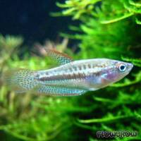 Trichopsis pumila - Knurrender Zwerggurami - Flowgrow Fisch-Datenbank