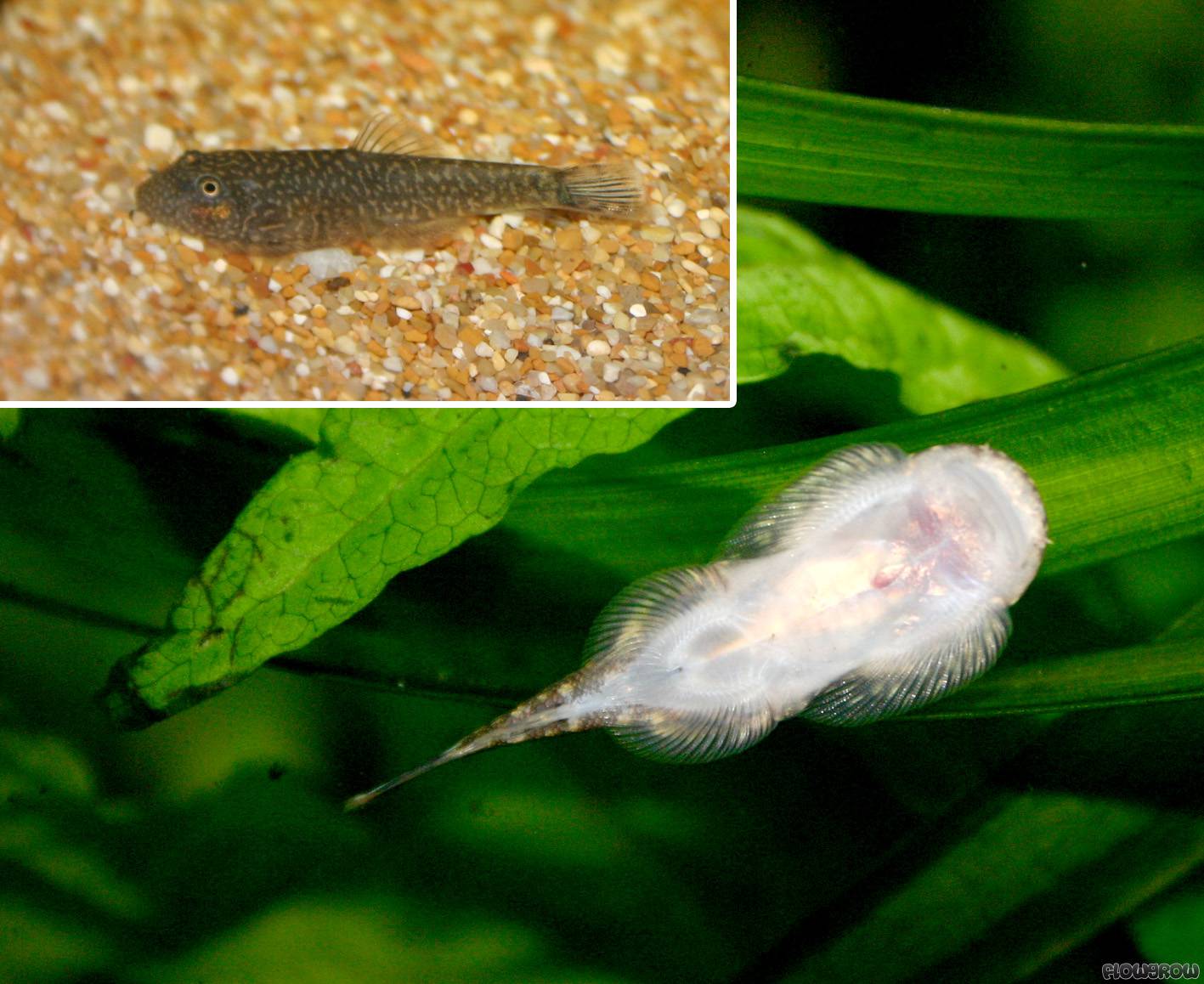 Gastromyzon fasciatus