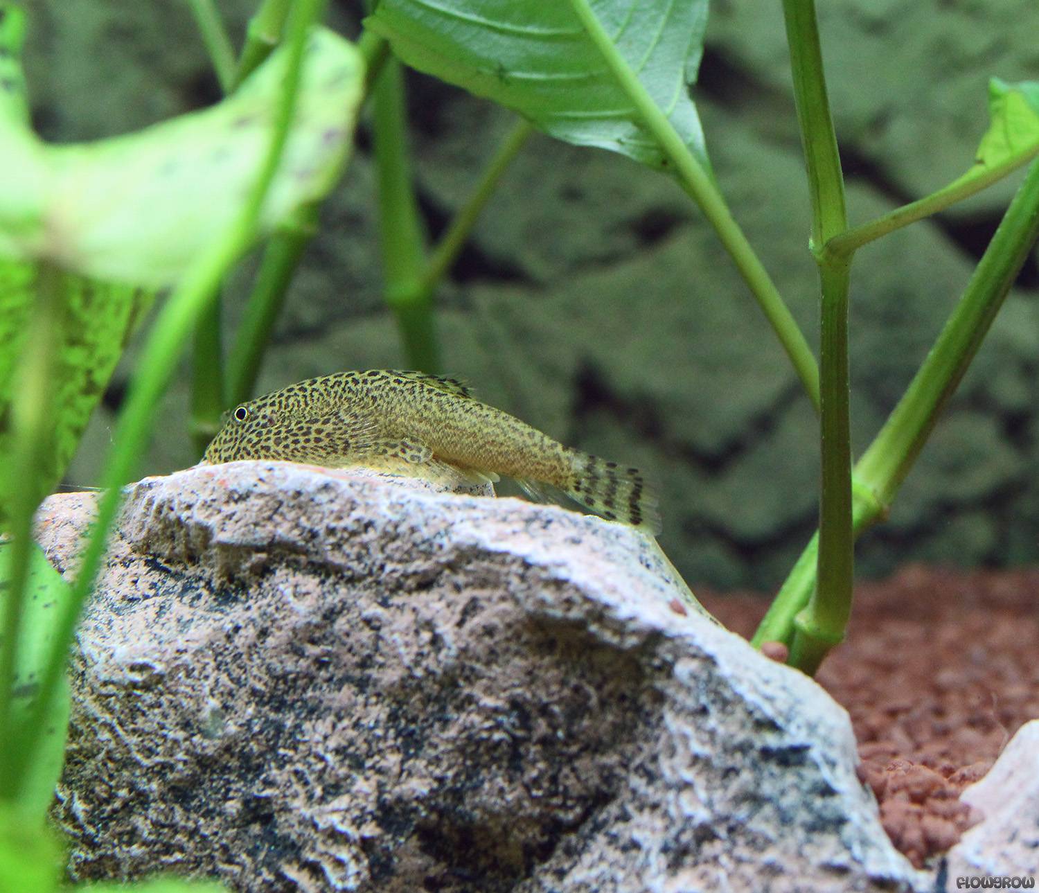 Gastromyzon fasciatus
