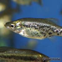 Ameca splendens - Schmetterlingskärpfling - Flowgrow Fish Database