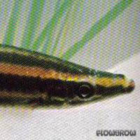 Anostomus anostomus - Prachtkopfsteher - Flowgrow Fish Database