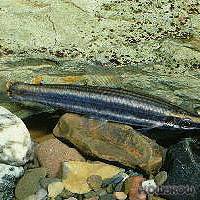 Anostomus ternetzi - Goldstreifen-Prachtkopfsteher - Flowgrow Fish Database