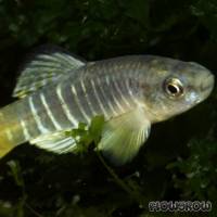 Aphanius fasciatus - Gestreifter Zahnkärpfling - Flowgrow Fish Database