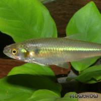 Aphyocharax dentatus - Falscher Rotflossensalmler - Flowgrow Fish Database