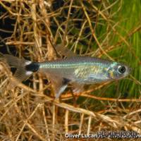 Aphyocharax paraguayensis - Augenflecksalmler - Flowgrow Fish Database
