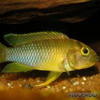 Apistogramma nijsseni - Panda-Zwergbuntbarsch - Flowgrow Fish Database