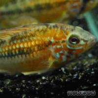 Apistogramma viejita - Schwarzkehl-Zwergbuntbarsch - Flowgrow Fish Database