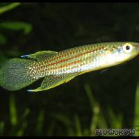 Aplocheilus parvus - Flowgrow Fish Database
