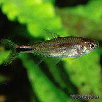 Axelrodia stigmatias - Flowgrow Fish Database