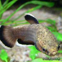 Betta albimarginata - Flowgrow Fish Database