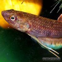 Betta dimidiata - Flowgrow Fish Database
