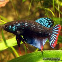 Betta imbellis - Kleiner Kampffisch - Flowgrow Fish Database