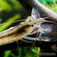 Atyopsis moluccensis - Flowgrow Shrimp Database