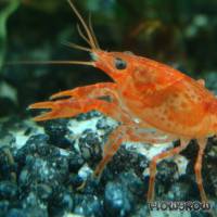 Cambarellus patzcuarensis "Orange" - CPO - Flowgrow Shrimp Database