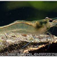 Caridina caerulea - Flowgrow Shrimp Database