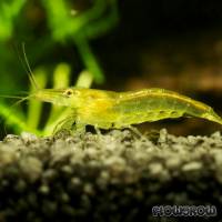 Caridina cf. babaulti "Green" - Giftgrüne Zwerggarnele - Flowgrow Shrimp Database