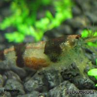 Caridina cf. breviata "Bumblebee" - Bumblebee shrimp - Flowgrow Shrimp Database