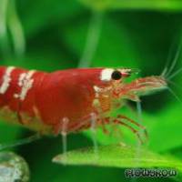 Caridina cf. cantonensis "Crystal Red" - Flowgrow Shrimp Database