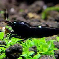 Caridina cf. cantonensis "King Kong" - Flowgrow Shrimp Database